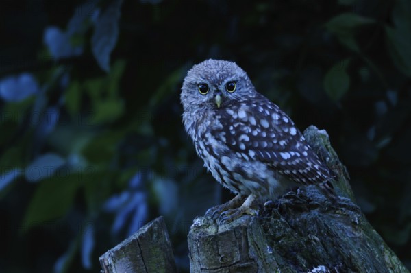 At the blue hour... Little owl (Athene noctua), young bird in the very first twilight, owl at night, Germany, native nature, Lower Rhine, North Rhine-Westphalia, Western Europe