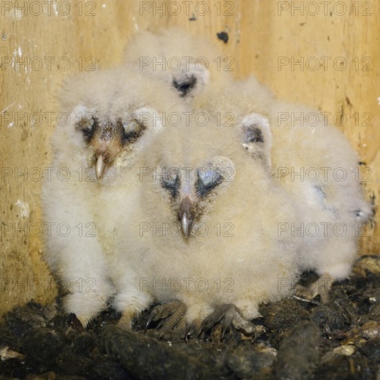 Offspring of the barn owls... Barn owl (Tyto alba), owl chicks, owl nestlings in a nesting aid nestle together with closed eyes to form a pyramid of warmth, series of funny animal pictures, cute animal children, humour, wildlife, native nature, Rhineland, Lower Rhine, North Rhine-Westphalia, Germany, Western Europe