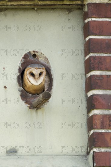 In the old transformer house... Barn owl (Tyto alba) hatching from the entrance hole to its shelter, a nesting aid, nesting box native nature, Lower Rhine, Rhine district Neuss, North Rhine-Westphalia, Germany, Western Europe