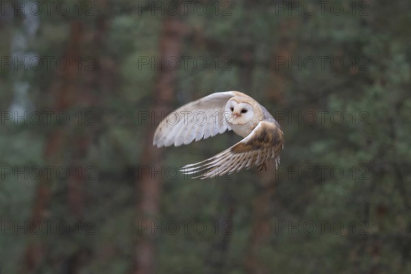 Skilful hunter... Barn owl (Tyto alba), generally known, in Germany relatively common owl in rapid silent flight, hunting flight, flying at the edge of the forest, dynamic shot at dusk, beautiful, appealing wing posture, native nature, Germany, Western Europe