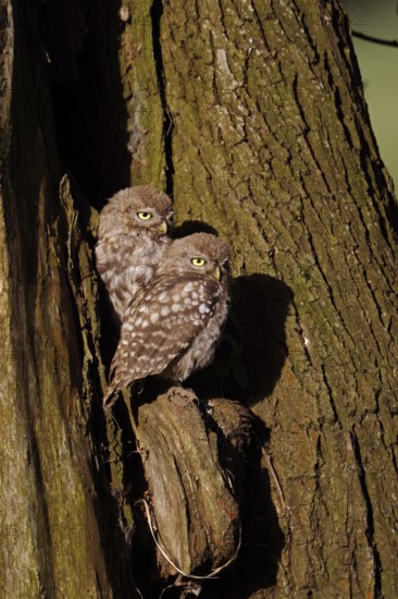 Young owls... Little owl (Athene noctua), two little owls, presumably siblings, sitting next to each other in a pollarded tree in front of their breeding den, enjoying the morning sun, typical serious look of the little owl, native nature, Lower Rhine, North Rhine-Westphalia, Germany, Western Europe