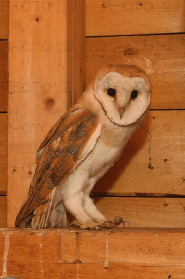 In the roof truss... Barn owl (Tyto alba), young owl in the belfry of a church, in the church tower, native nature, Rhineland, Lower Rhine, North Rhine-Westphalia, Germany, Western Europe