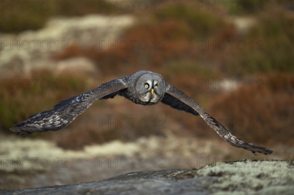 Light yellow eyes... Bearded Owl (Strix nebulosa), large owl in flat flight over the forest floor, hunting flight, frontal side view, common in Finland and Norway, native nature, Northern Europe