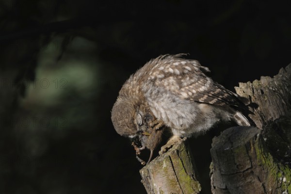 Little owl (Athene noctua), small, widespread, but highly endangered native owl eats prey, a mouse, perch in a pollard tree, seems to enjoy the meal, young bird, side view, funny picture, native nature, Lower Rhine, North Rhine-Westphalia, Germany, Western Europe