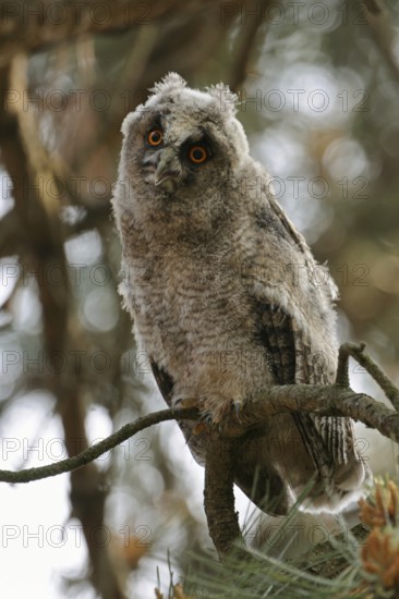 Young, just fledged owl... Long-eared owl (Asio otus) on the way to independence, young bird in the tree during moulting, assessing passing pedestrians, funny facial expression, native nature, Lower Rhine, Rhineland, Meerbusch, North Rhine-Westphalia, Germany, Western Europe