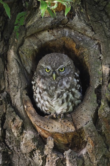 Young owl in its den... Little owl (Athene noctua), young owl perched in the entrance of its natural nesting cavity, nesting cavity in a tree, an old willow, series of baby animals, penetrating gaze, frontal view, eye contact, native nature, Lower Rhine, North Rhine-Westphalia, Germany, Western Europe