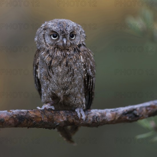 Cute little chap... Scops owl (Otus scops), very small owl, native mainly to southern Europe, second smallest European owl after the pygmy owl, native nature, southern Europe