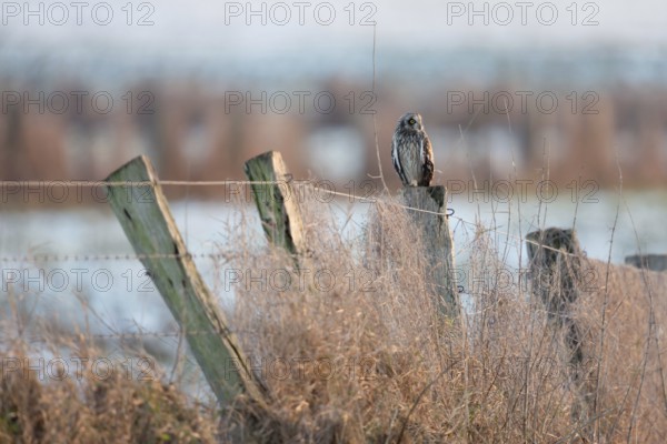 A guest on the Lower Rhine... Short-eared owl (Asio flammeus), rare, relatively large, often diurnal, native owl, yellow eyes, likes to move around in the winter months, observation with luck, native nature, Lower Rhine, Bislicher Insel, North Rhine-Westphalia, Germany, Western Europe