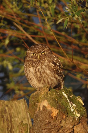 In the light of the early morning sun... Little owl (Athene noctua), small owl, owl sitting on a gnarled pollard tree, a willow, looking seriously into the camera, penetrating gaze, frontal shot, eye contact, native nature, Lower Rhine, North Rhine-Westphalia, Germany, Western Europe