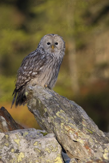 In autumnal surroundings... Ural owl (Strix uralensis), one of the most beautiful owls in Europe, sits and rests on a rock at the edge of the forest in the very first clear light of the morning, in the background bright autumn leaves of birch trees, native nature, Central and Northern Europe