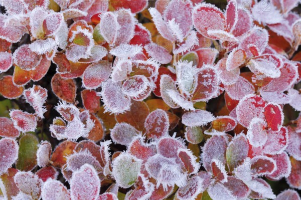 Autumn-coloured blueberry bushes covered with hoarfrost, autumn in the Swiss Alps