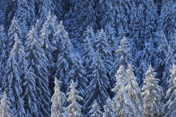 Freshly snow-covered spruce forest