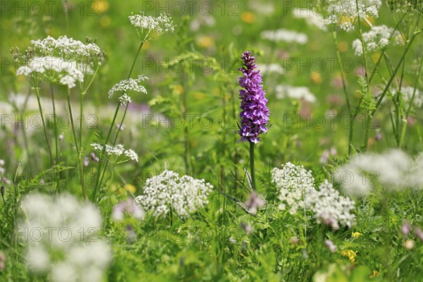 Alpine flower meadow with Moorland spotted orchid and chervil