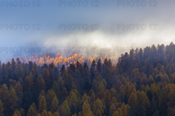 Autumn-coloured larch forest interspersed with wafts of mist, Engadin, Canton GraubÃ¼nden, Switzerland