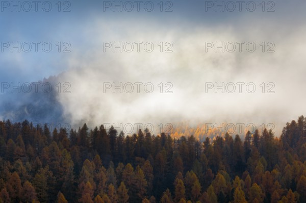 Coniferous forest with larches and spruces interspersed with fog, Engadin, Canton GraubÃ¼nden, Switzerland