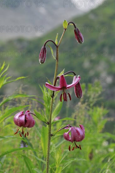 Turk's cap lily in the Swiss Alps, Canton of Bern, Switzerland