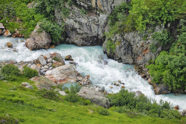 Mountain stream Steinwasser makes its way over boulders through vegetation overgrown with blooming alpine roses, Canton of Bern, Switzerland
