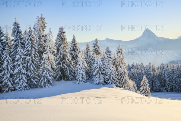 View of Sattelegg with Chöpfenberg in the background, Canton Schwyz, Switzerland