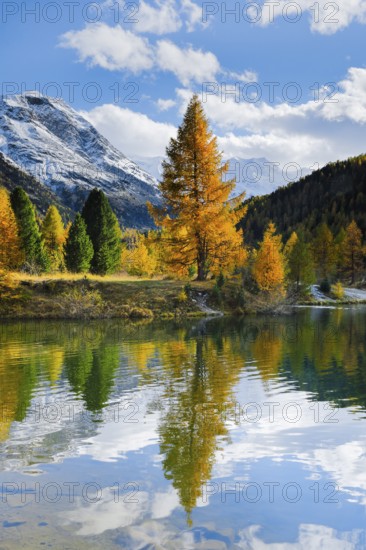 Mountains and yellow larches reflected in lake, Morteratsch Valley, Upper Engadine, Grisons, Switzerland