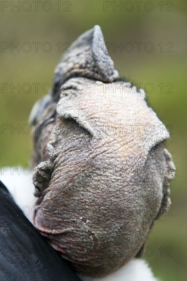 Andean condor (Vultur gryphus), Condor male perched on a rock, Head from behind, Close-up, Cotopaxi national park, Cotopaxi, Napo and Pichincha provinces, Ecuador, South America
