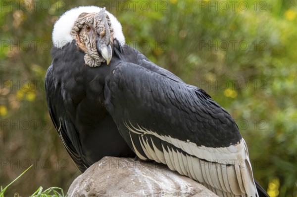 Andean condor (Vultur gryphus), Condor male perched on a rock, Cotopaxi national park, Cotopaxi, Napo and Pichincha provinces, Ecuador, South America