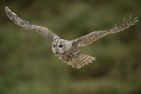 In flight... Tawny owl (Strix aluco), flying owl, hunting owl, gliding flight, side frontal detailed shot in clear light, wide outstretched wings, the dense, velvety plumage with the comb-like wing tips enables tawny owls to fly almost silently, native nature, Germany, Western Europe