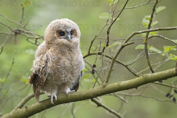 Not yet independent... Tawny owl (Strix aluco), young bird, young owl branch, young, not yet fledged owl, which has left the nest and now climbs around in the trees, is still cared for by adult birds, looks cute, series animal children, native nature, Meerbusch, Rhineland, North Rhine-Westphalia, Germany, Western Europe