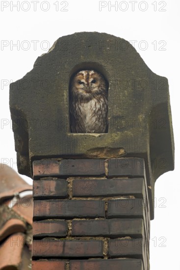 In an old chimney... Tawny owl (Strix aluco), typical picture, sits protected in its nest in an old chimney, tawny owls often use chimney openings as a daytime nest, daytime hiding place, often get into danger, wildlife, native nature, Krefeld, North Rhine-Westphalia, Germany, Western Europe