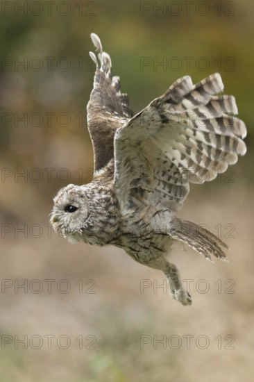 In flight... Tawny owl (Strix aluco), flying owl, the dense, velvety plumage with the comb-like wing tips enables tawny owls to fly almost silently, owl, owlet in its natural environment, harmonious colours, detailed image, native nature, North Rhine-Westphalia, Germany, Western Europe