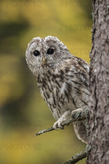 In front of colourful autumn leaves... Tawny owl (Strix aluco) sits close to the trunk in a tree, looks attentively around the tree with alert eyes, eye contact, medium-sized native, widespread, relatively common owl, typical owl call, predominantly nocturnal owl, rests during the day hidden in trees and wall niches, native nature, North Rhine-Westphalia, Germany, Western Europe