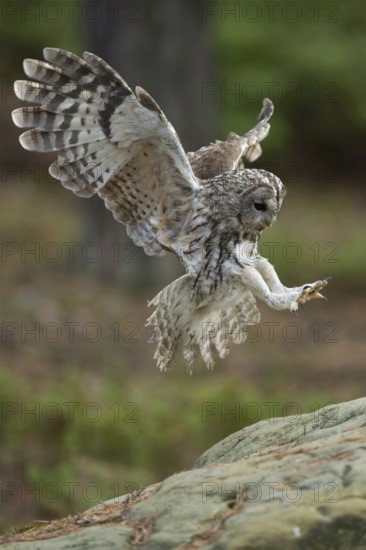 Shortly in front of access, landing... Tawny owl (Strix aluco), in flight, flying, landing owl, detailed, suspenseful image, native nature, Germany, Western Europe