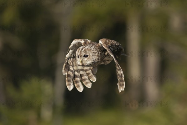On the hunt... Tawny owl (Strix aluco) in fast flight, flapping flight, flying owl, owl, owlet, native nature, North Rhine-Westphalia, Germany, Western Europe