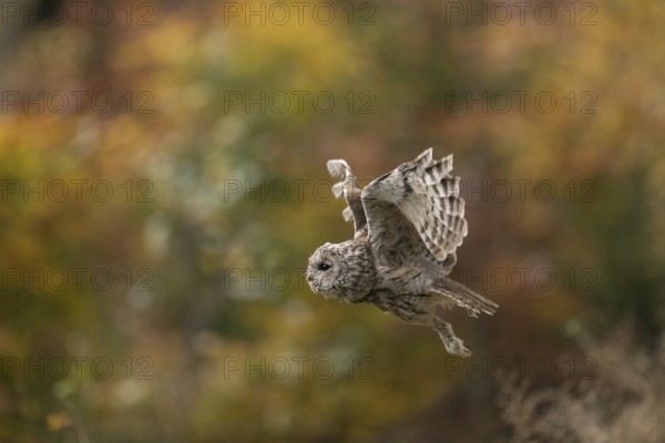 In golden October... Tawny owl (Strix aluco) in flight, flying owl, owl, owlet, side view, autumnal colours, in autumn, golden October, native nature, North Rhine-Westphalia, Germany, Western Europe