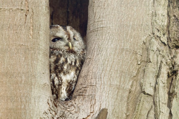 In its cave... Tawny owl (Strix aluco), nocturnal owl spends the day in a natural cavity in a tree, hides, looks out, looks up to the sky to see if there is any danger, native nature, Rhineland, North Rhine-Westphalia, Germany, Western Europe