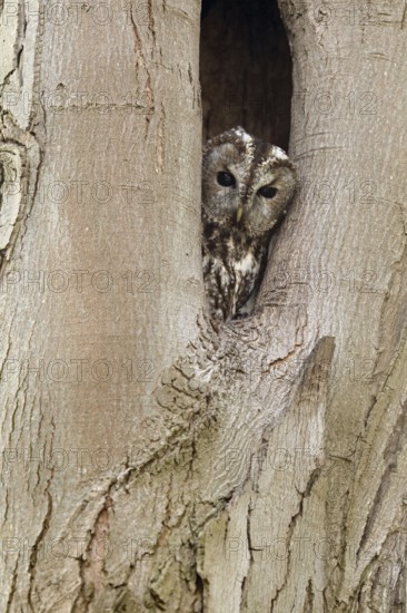 Who's looking... Tawny owl (Strix aluco), native, generally known owl looks out of its natural cave, tree cave, breeding cave, looks after the right, checks surroundings, control view, native nature, Rhineland, North Rhine-Westphalia, Germany, Western Europe