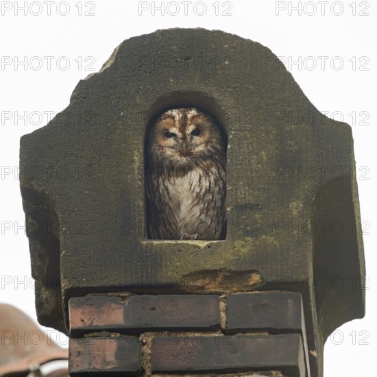 In an old chimney... Tawny owl (Strix aluco), typical picture, sits protected in its nest in an old chimney, tawny owls often use chimney openings as a daytime nest, daytime hiding place, often get into danger, wildlife, native nature, Krefeld, North Rhine-Westphalia, Germany, Western Europe