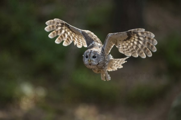 In flight... Tawny owl (Strix aluco) setting off to hunt in low sunlight, in flapping flight, flying owl in the light backlight, which allows the feathers to shine through and thus provides beautiful contrasts, the dense, velvety plumage with the comb-like wing tips enables tawny owls to fly almost silently, side frontal detailed shot in clear light, native nature, Germany, Western Europe