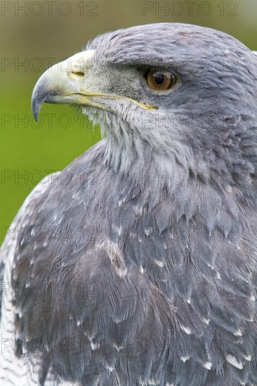 Black chested buzzard, Geranoaetus melanoleucus, Female perched on a tree, Close-up, Imbabura province, Ecuador, South America