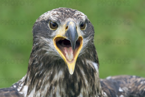 Black chested buzzard, Geranoaetus melanoleucus, Immature female perched on a tre, Open beak, Close-up, Imbabura province, Ecuador, South America