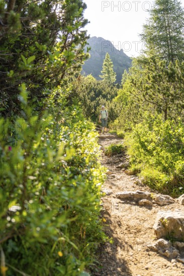 Hikers on a lightly overgrown path in a sunny forest landscape, hike to the Schlehrn, Alpe di Siusi, Dolomites, South Tyrol, Italy