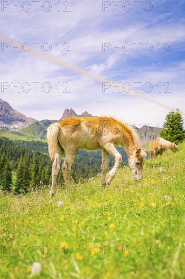 Foal eating grass in a meadow with flowers, surrounded by peaceful nature and mountains, hike to the Schlehrn, Alpe di Siusi, Dolomites, South Tyrol, Italy