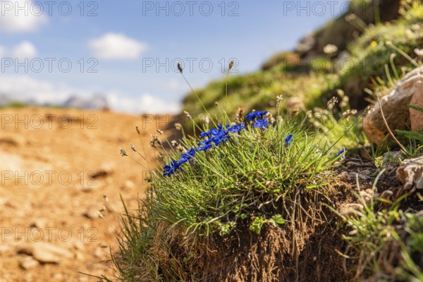 Blue flowers on a mountain meadow under a clear sky, hike to the Schlehrn, Alpe di Siusi, Dolomites, South Tyrol, Italy