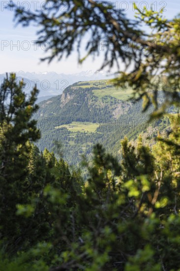 View through fir trees to wooded mountains under a blue sky, hike to the Schlehrn, Alpe di Siusi, Dolomites, South Tyrol, Italy