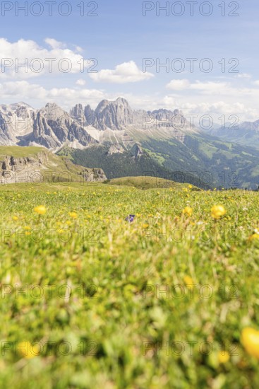 Flower meadow with mountain view, blue sky with scattered clouds, hike to the Schlehrn, Alpe di Siusi, Dolomites, South Tyrol, Italy