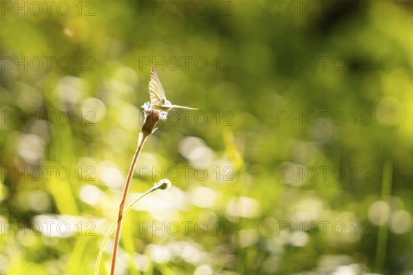Butterfly resting on plant, surrounded by soft bokeh light in the greenery, hike to the Schlehrn, Alpe di Siusi, Dolomites, South Tyrol, Italy