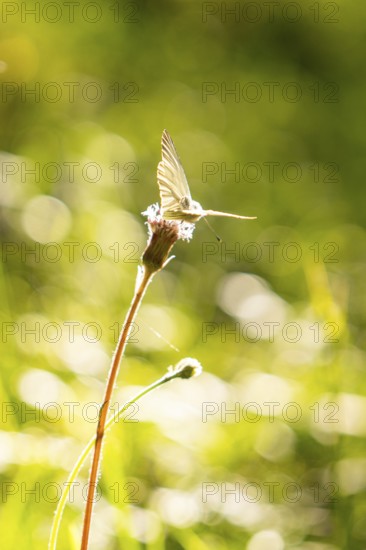 Butterfly balancing on a flower in front of a blurred background, hike to the Schlehrn, Alpe di Siusi, Dolomites, South Tyrol, Italy