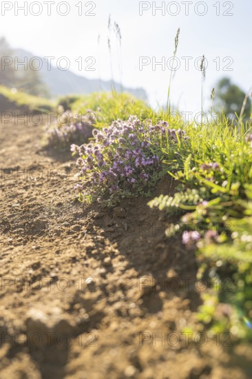 Blooming flowers along a shady gravel path, hike to the Schlehrn, Alpe di Siusi, Dolomites, South Tyrol, Italy