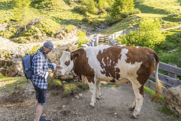 Person encounters a cow on a hiking trail in rural surroundings, hike to the Schlehrn, Alpe di Siusi, Dolomites, South Tyrol, Italy