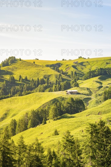 Gentle hills with green vegetation and scattered trees in the morning light, hike to the Schlehrn, Seiser Alm, Dolomites, South Tyrol, Italy
