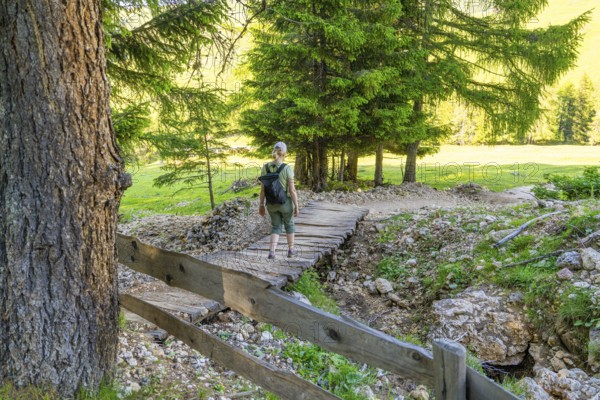 Hiker crosses a wooden bridge on a forest path, hike to the Schlehrn, Alpe di Siusi, Dolomites, South Tyrol, Italy